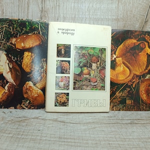 Cartolina di funghi vintage Foto postali Funghi d'arte da collezione Fotografia naturalistica vintage