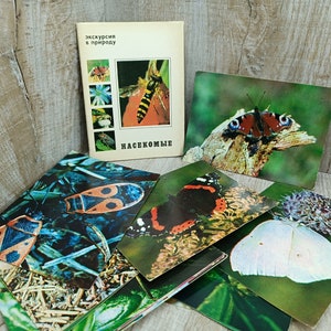 Cartões de insetos besouro borboleta formiga libélula aranha insetos fotos de besouros entomologia assustadora impressões para colagem scrapbooking