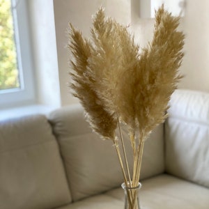 pampas