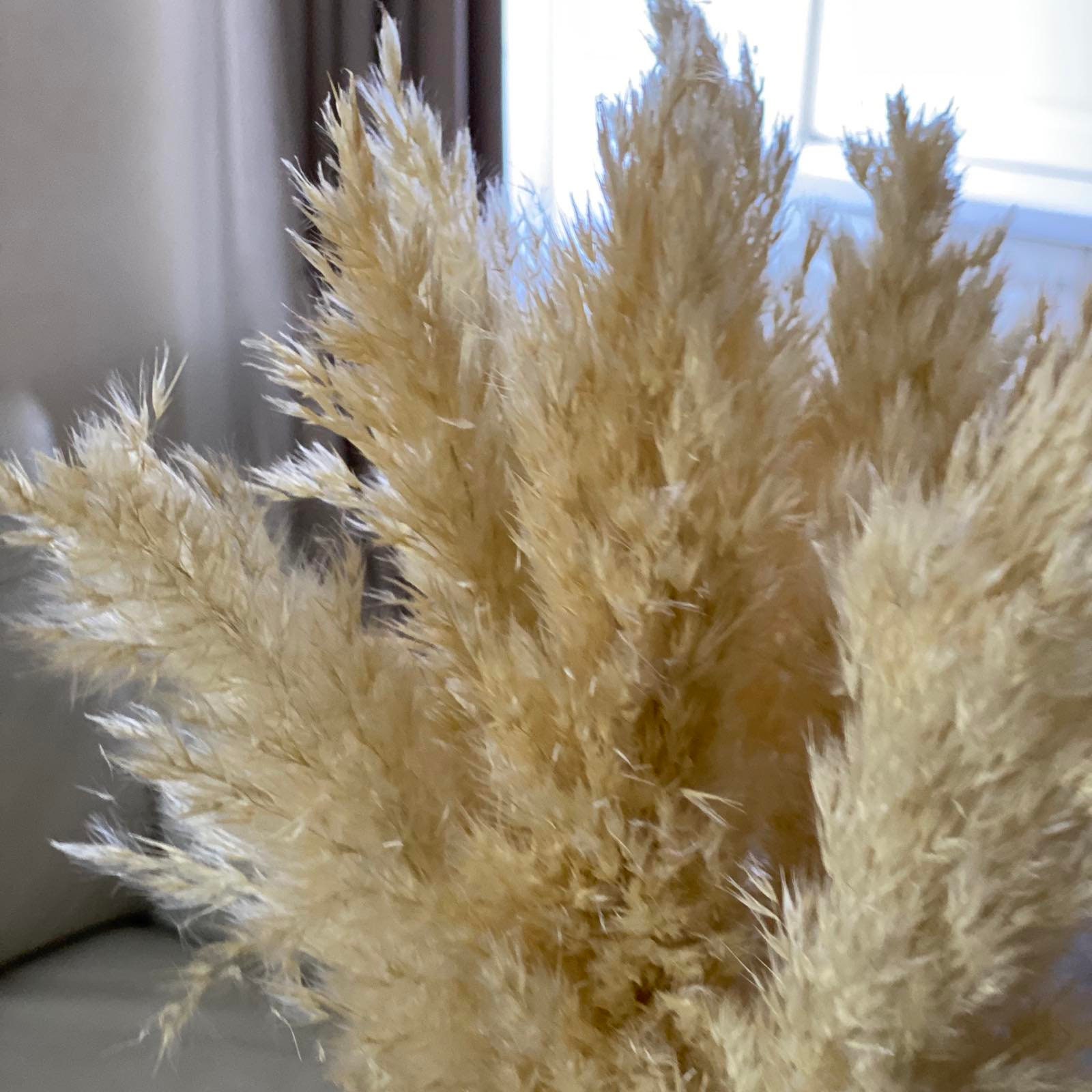 White pampas grass decor Vase fillers Feather reed grass Etsy