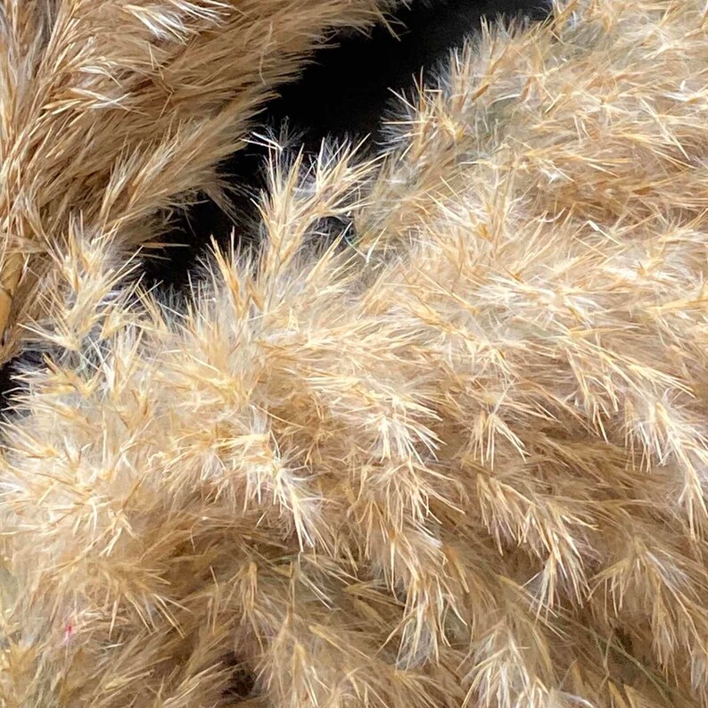 Pampas Grass Decor Vase Fillers Everlasting Flowers Etsy