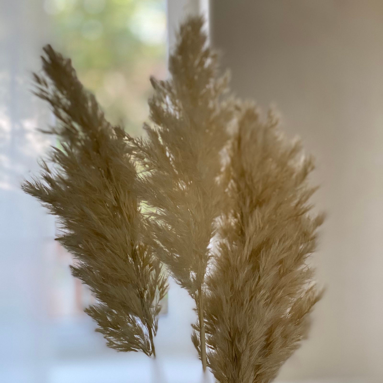White pampas grass decor Vase fillers Feather reed grass Etsy