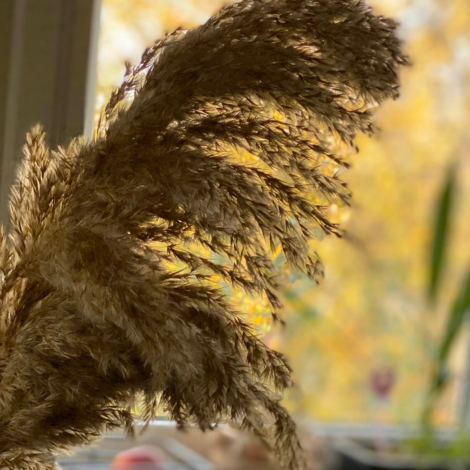 Pampas Grass Decor Vase Fillers Everlasting Flowers Etsy