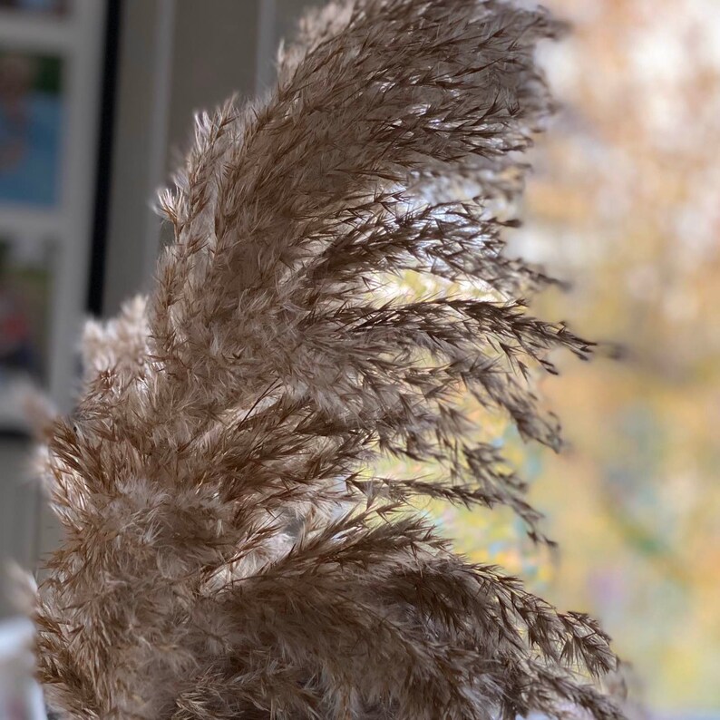 Pampas Grass Decor Vase Fillers Everlasting Flowers Etsy