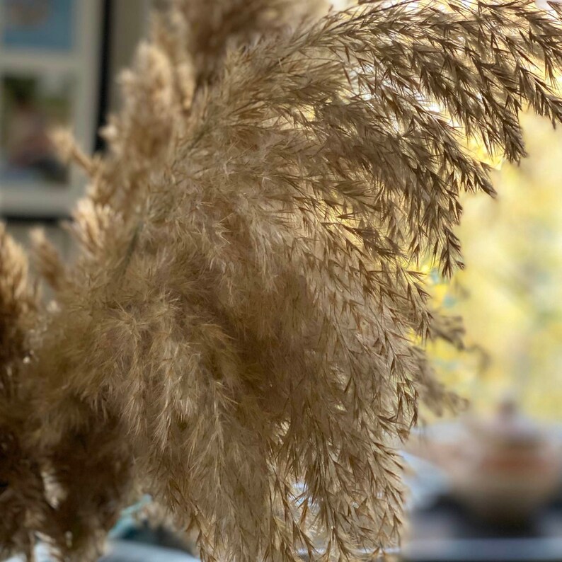 Pampas Grass Decor Vase Fillers Everlasting Flowers Etsy