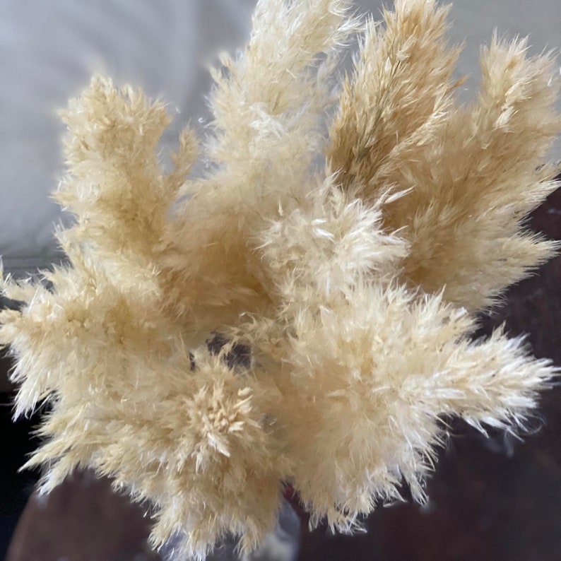 White pampas grass decor Vase fillers Feather reed grass Etsy