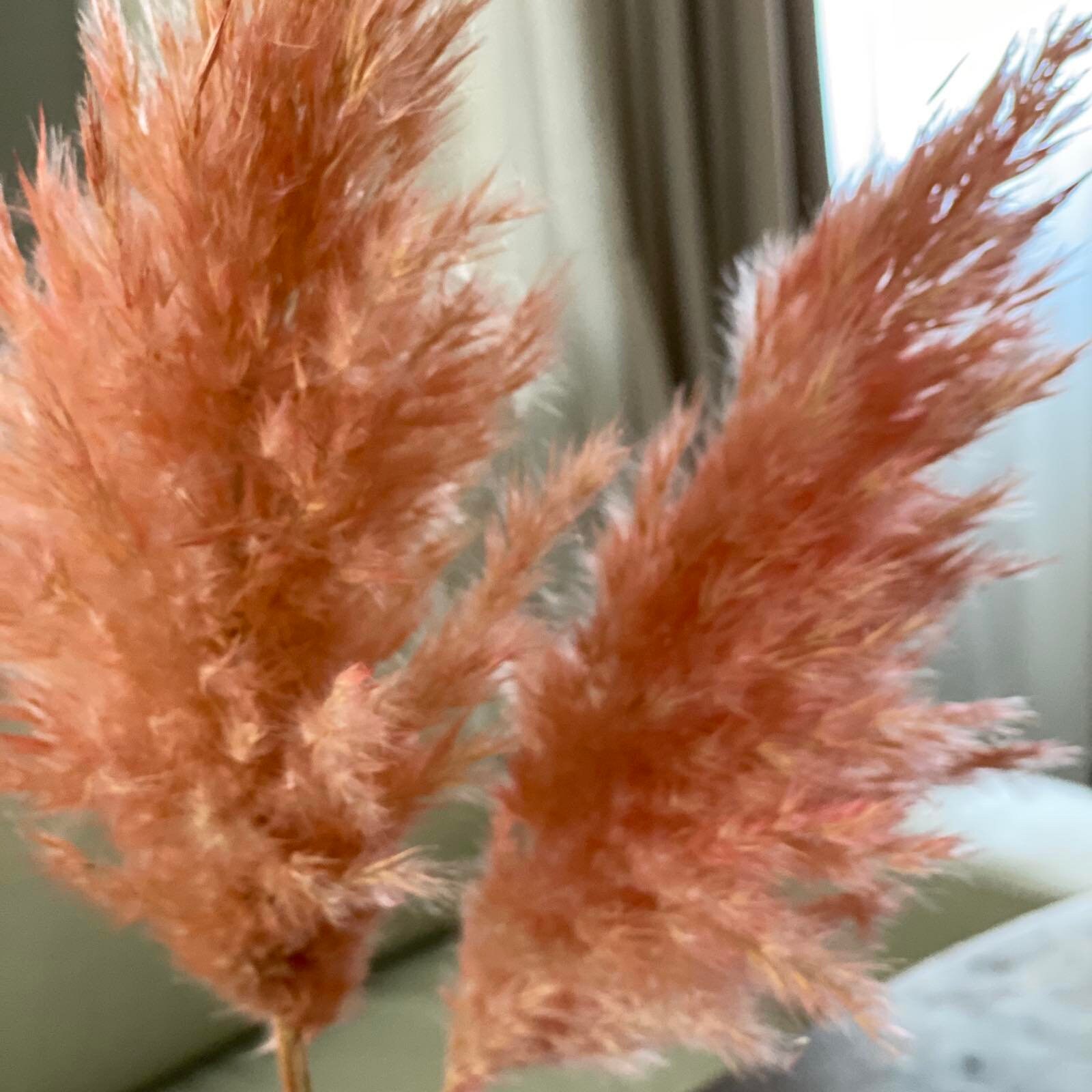 White pampas grass decor Vase fillers Feather reed grass Etsy