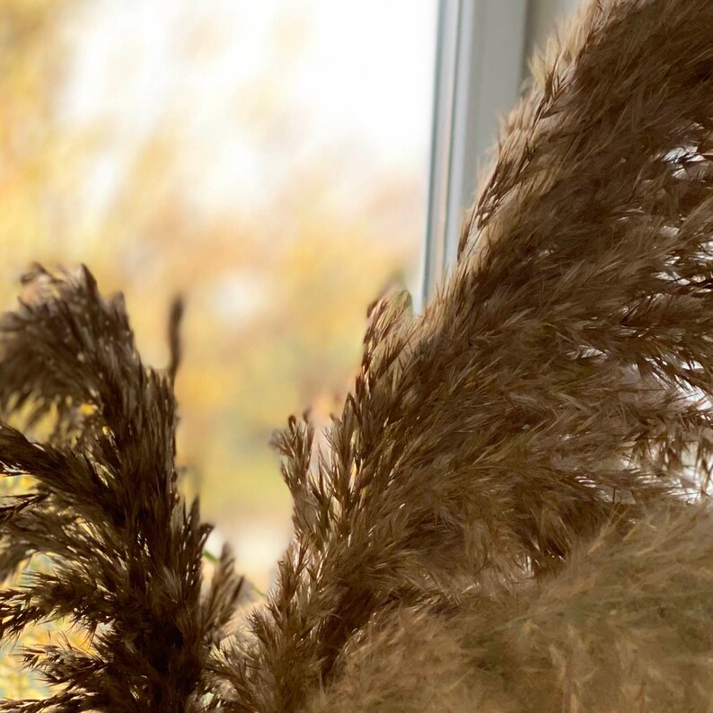 Pampas Grass Decor Vase Fillers Everlasting Flowers Etsy