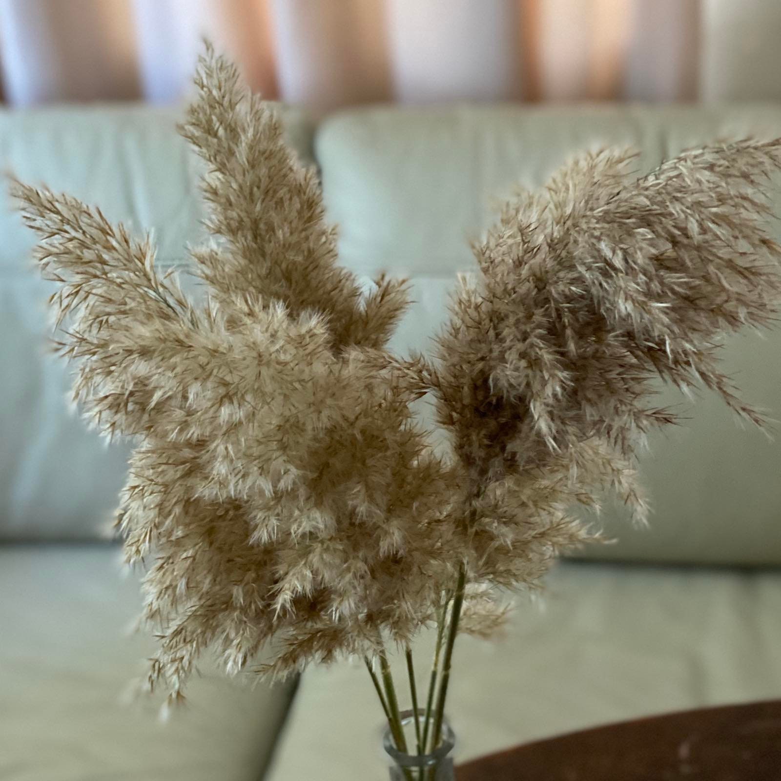 White pampas grass decor Vase fillers Feather reed grass Etsy