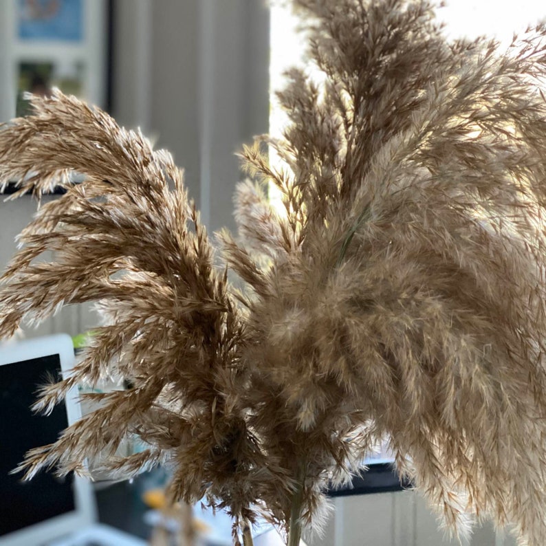 Pampas Grass Decor Vase Fillers Everlasting Flowers Etsy