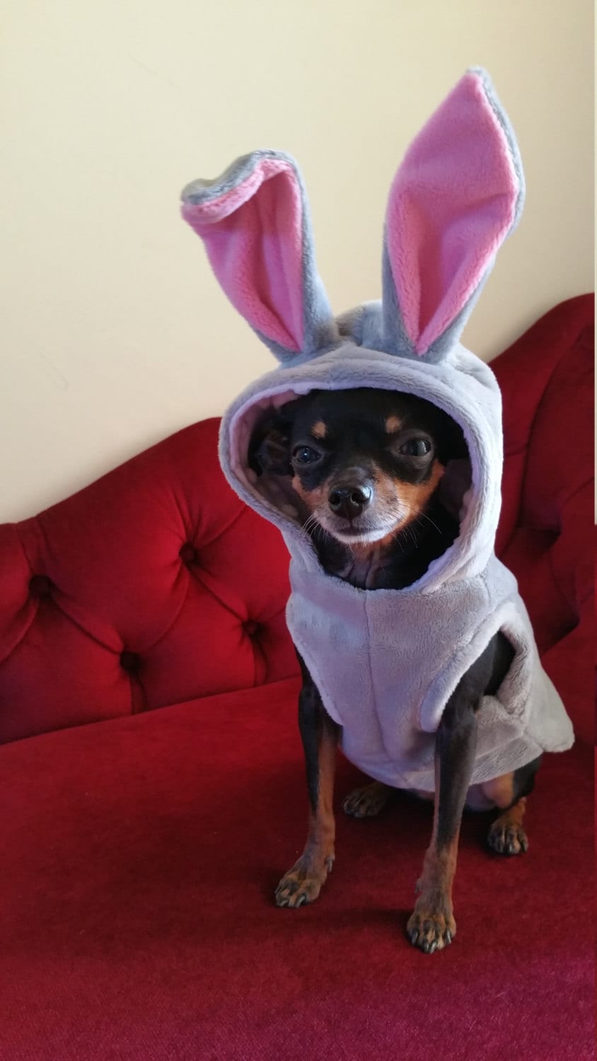 Chihuahua spider cheap costume