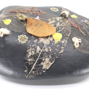Dried Flowers and Seeds