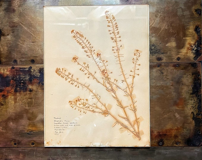 Vintage Herbarium, 1960s Botanical Specimen Mounted Under Glass