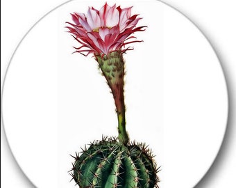 Кактус саранск. Пролетарская 38 саранск на карте. Кактус саранск. Маммиллярия huitzilopochtli. Студия кактус саранск.