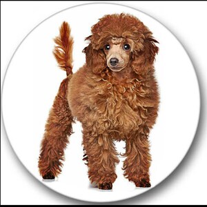 seals poodle