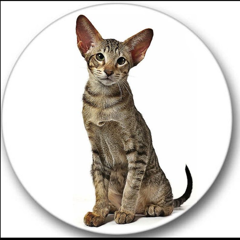 Siamese Cat Sticker Seals No.510 12 round stickers vet nurse stickers Siamese Cat Sticker Seals No.510 12 round stickers vet nurse stickers