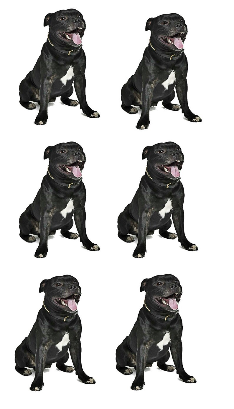 Staffordshire Bull Terrier Pegatina No 141 Pegatinas Negras Etsy