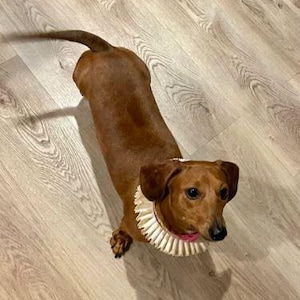 Kleine Hunde Katze, Halskrause, Haustierhalsband, Personalisiert, Renaissance Faire, SCA Spitzenbesatz, Elizabethan