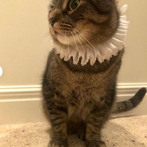 Pet Costume, Neck Ruff, Large Cat, Dog Clown, Custom Lace, SCA Renaissance Faire, ECW