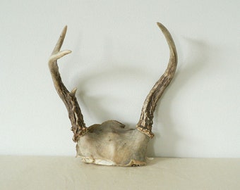 Decorative Authentic Bone Deer Antler Five Point