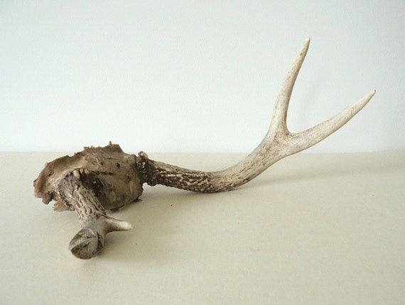 Decorative Authentic Bone Deer Antler Etsy Canada