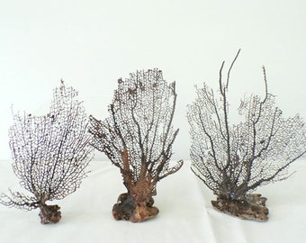 Natural Brown Coral Sea Fan CHOOSE YOUR FAN