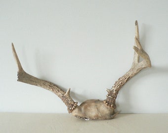 Decorative Authentic Bone Deer Antler Six Point