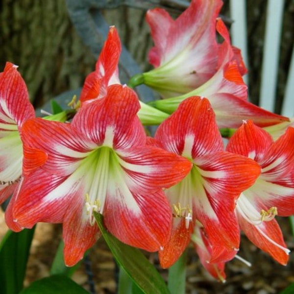 AMARYLLIS Bulb St. JOSEPH Lily HEIRLOOM Variety !!!!