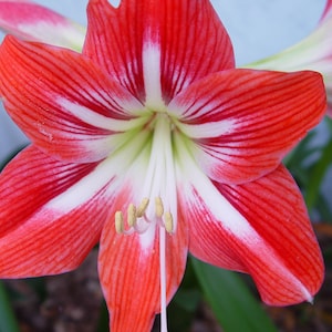 AMARYLLIS Bulbs SALE Lot of 2 St. JOSEPH Lily Heirloom Variety !!!!