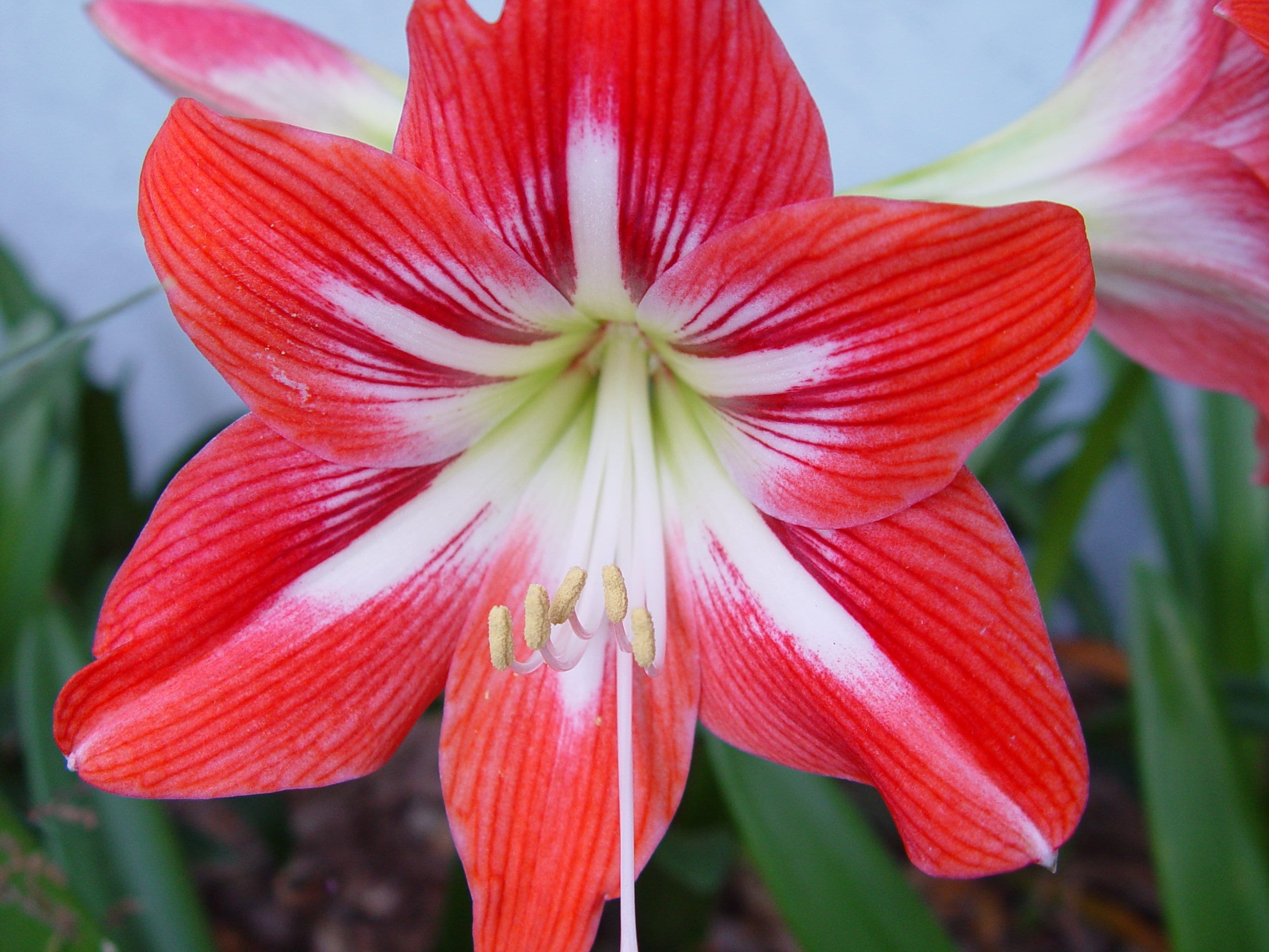 Amaryllis lily outlet