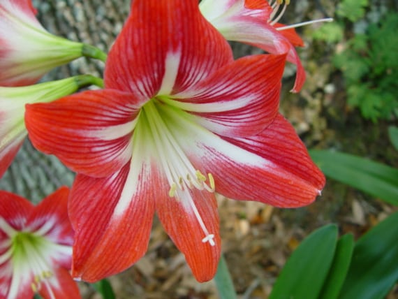 AMARYLLIS Bulbs SALE Lot of 2 St. JOSEPH Lily Heirloom Variety !!!! - Etsy