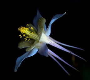 Floral Postcard, Rocky Mountain Columbine , Botanical Stationery, Nature Illustration, Fine Art Postcards