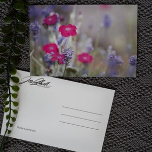 Floral Postcard, Rose Campion , Botanical Stationery, Nature Illustration, Fine Art Postcards