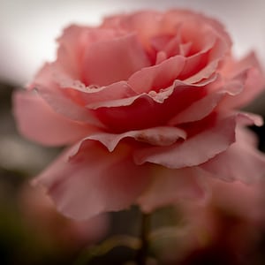 Floral Postcard, Rose, Botanical Stationery, Nature Illustration, Fine Art Postcards