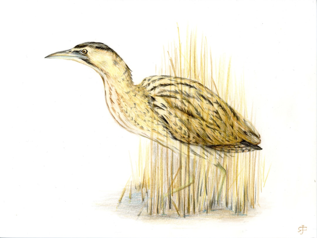 Bittern Original Drawing / Hand Drawn Art/ British Bird - Etsy