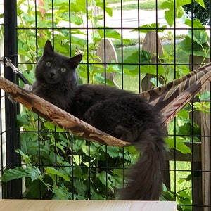 catio price