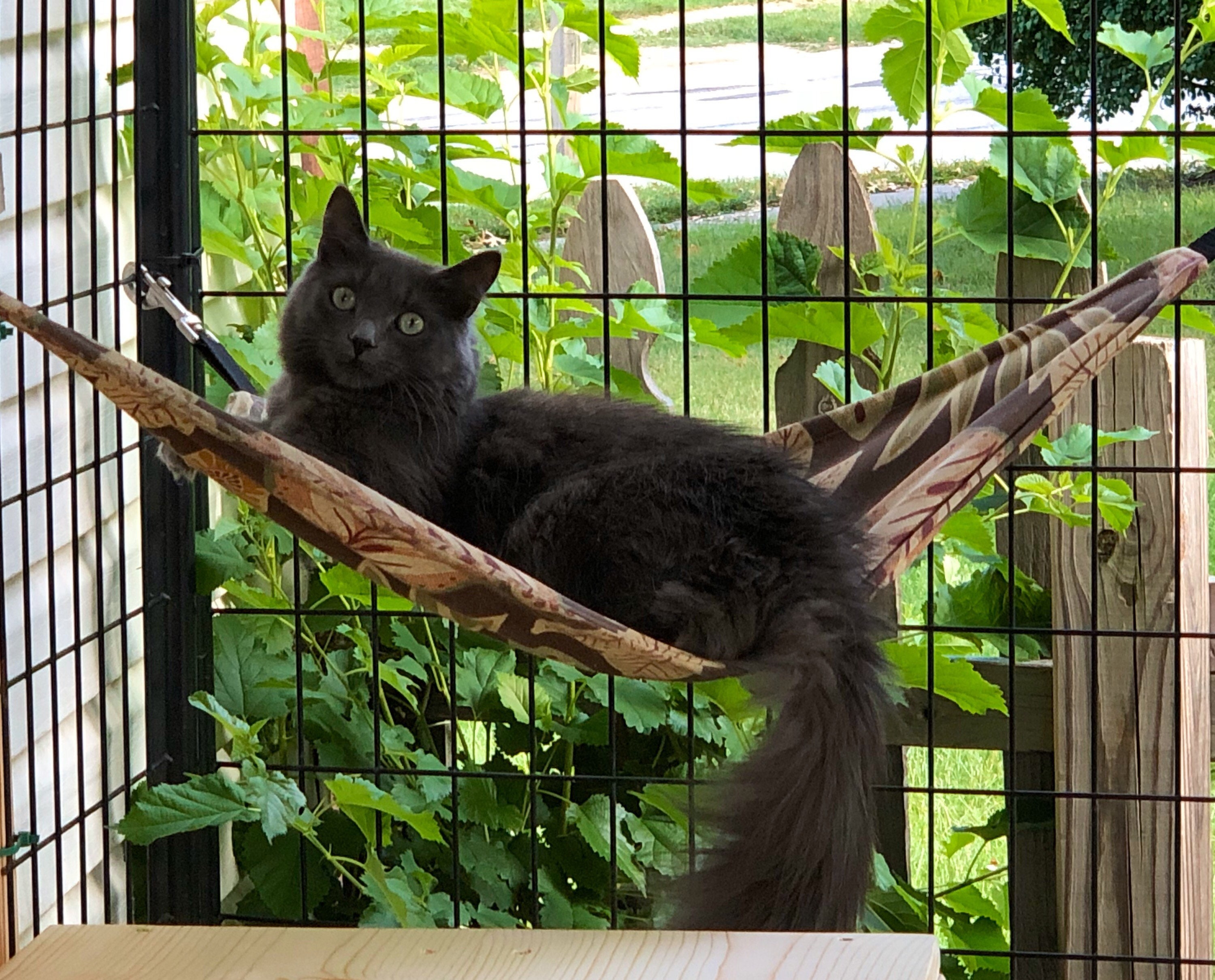 cat hammock
