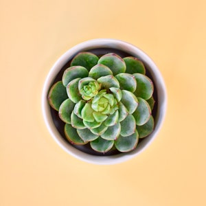 May include: A green succulent plant in a white pot on a yellow background.