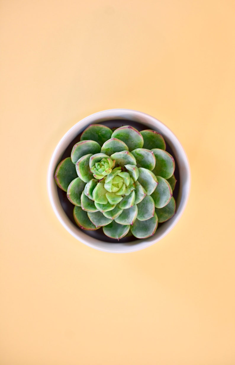 May include: A green succulent plant in a white pot on a yellow background.