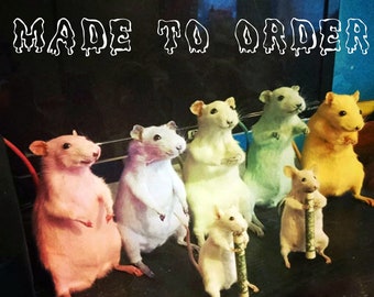 CUSTOM MADE Taxidermy Rainbow Rats