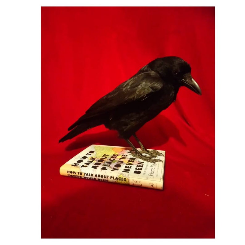 MADE TO ORDER custom item on consultation basis, Taxidermy Corvids Crow, Magpie, Jackdaw, Jay, Rook Choose your own Bird, Book or Base image 9
