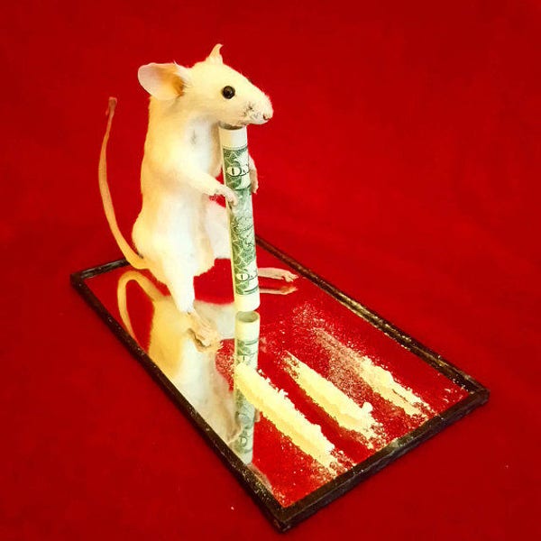 MADE TO ORDER Coke Mouse - Taxidermy, Cocaine Mouse with Dollar Bill on Mirrored Glass Base (choice of Trim Colour), Movable, Freestanding