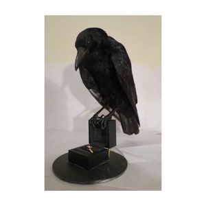 MADE TO ORDER custom item on consultation basis, Taxidermy Corvids Crow, Magpie, Jackdaw, Jay, Rook Choose your own Bird, Book or Base image 3