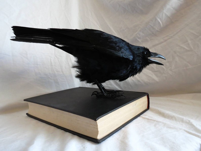 MADE TO ORDER custom item on consultation basis, Taxidermy Corvids Crow, Magpie, Jackdaw, Jay, Rook Choose your own Bird, Book or Base image 5