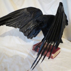 MADE TO ORDER custom item on consultation basis, Taxidermy Corvids Crow, Magpie, Jackdaw, Jay, Rook Choose your own Bird, Book or Base image 7