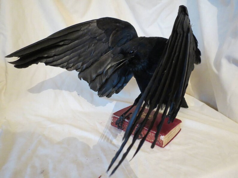 MADE TO ORDER custom item on consultation basis, Taxidermy Corvids Crow, Magpie, Jackdaw, Jay, Rook Choose your own Bird, Book or Base image 7