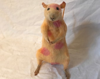 Polka Dot Rat, Taxidermy - Coral Orange/Yellow with Pink Dotted Spots Dyed Rat