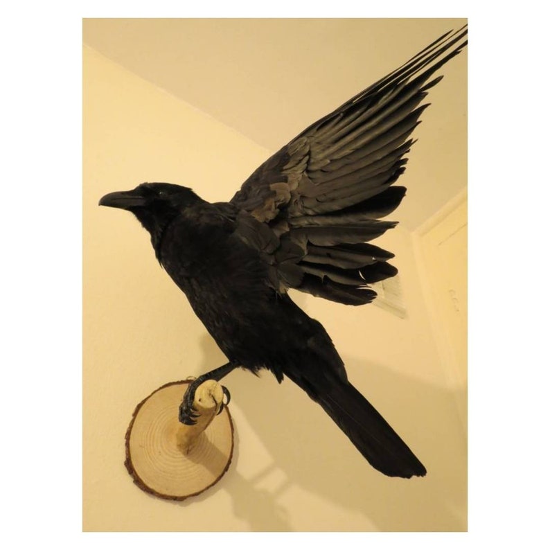 MADE TO ORDER custom item on consultation basis, Taxidermy Corvids Crow, Magpie, Jackdaw, Jay, Rook Choose your own Bird, Book or Base image 8