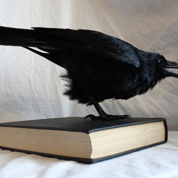 Edgar Allan Crow, Taxidermy - Book Mounted Crow Carrion Corvid Bird on Poe's 'Tales of Mystery & Imagination' Hard Backed Book