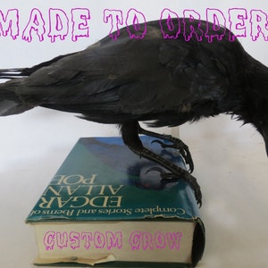 MADE TO ORDER custom item on consultation basis, Taxidermy Corvids Crow, Magpie, Jackdaw, Jay, Rook Choose your own Bird, Book or Base image 1